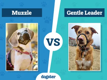 Muzzle vs. Gentle Leader: Vet-Reviewed Differences (With Pictures)