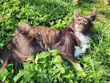 Am I a Helicopter Dog Parent? Ways I May Be Overprotective of Penny