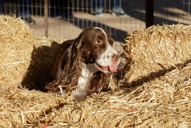 What Is a Barn Hunt for Dogs? Vet-Verified Info & FAQ