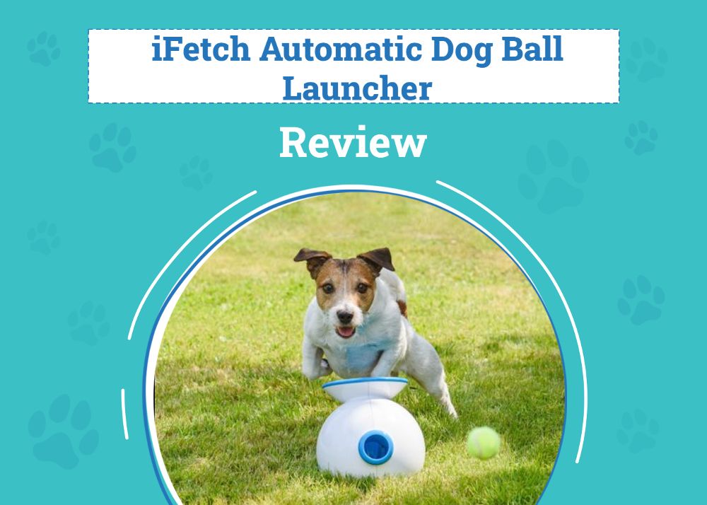 iFetch Automatic Dog Ball Launcher Review 2026: Pros, Cons & Verdict