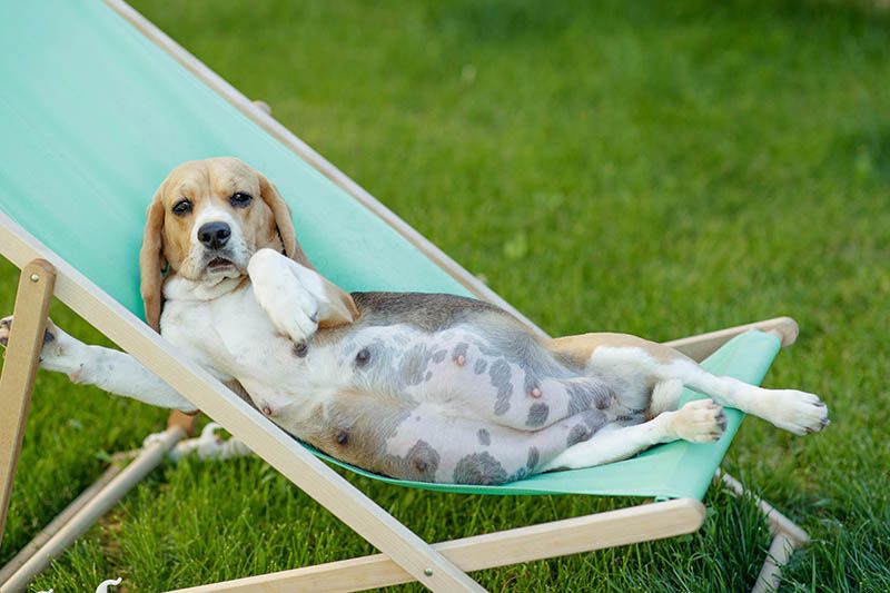 pregnant beagle on a chair