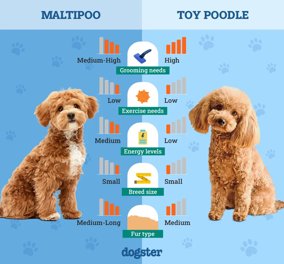 Dogster_Side by Side Comparison_ Maltipoo vs Toy Poodle