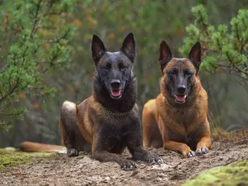 12 Belgian Malinois Colors (With Info & Pictures)