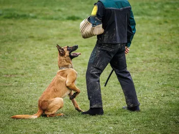 10 Types of Working Dogs & Their Specific Jobs (With Pictures)