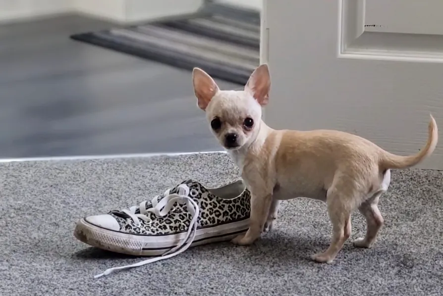I was just looking at the shoe!