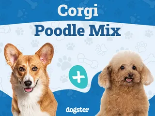 Corgipoo (Corgi Poodle Mix) Dog Breed: Info, Pictures, Care & More