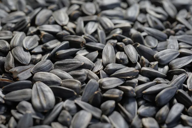 6 Top Seeds for Dogs: Vet-Approved Healthy & Nutritious Options
