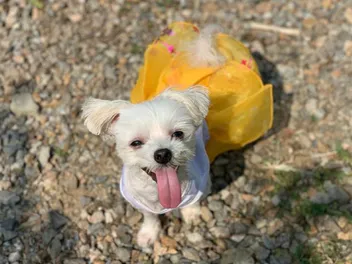 Are Korean Malteses Different Than Regular Ones? Vet-Verified Facts & FAQ