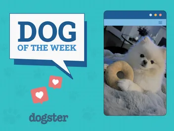 Dogster Photo Contest: Dogs of the Week Winners (Feb 20, 2025)