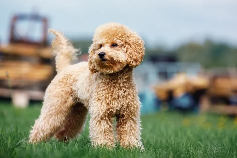 Purebred curly poodle dog standing on the green grass in the yard