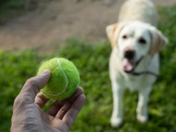 Why Do Dogs Like Tennis Balls So Much? 5 Vet-Reviewed Reasons & FAQ