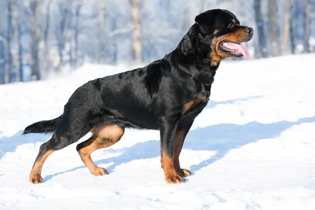 How Long Can Dogs Hold Their Pee? Dog Behavior Explained