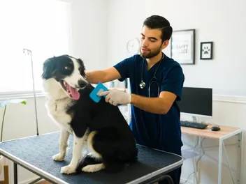 Border Collie Grooming: 15 Vet-Approved Tips