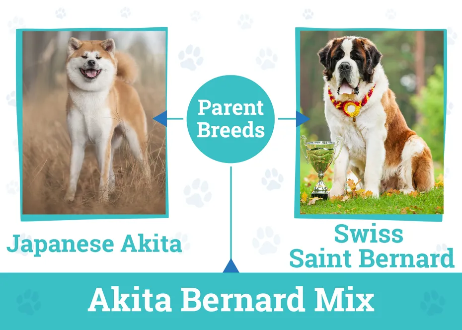 The Parent Breed of Akita Bernard Mix