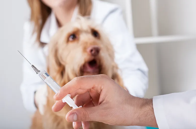 dog getting injected at the veterinary clinic