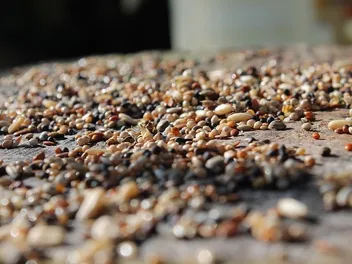 My Dog Keeps Eating Birdseed, What Should I Do? Vet-Approved Tips