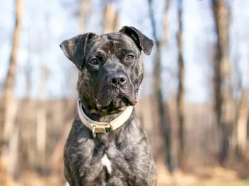 Pit Bulls, Unbanned: How One County Is Putting An End to Unreliable Breed-Specific Legislation