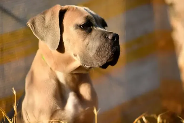 Fawn Cane Corso Dog Breed: Info, Pictures, Origin & History