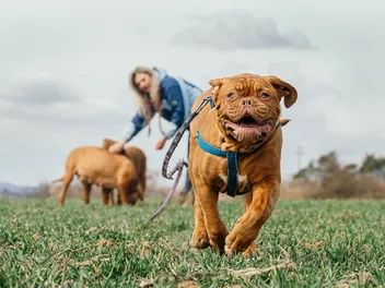 5 Great Off-Leash Dog Parks in Encinitas, CA You Can Visit Today