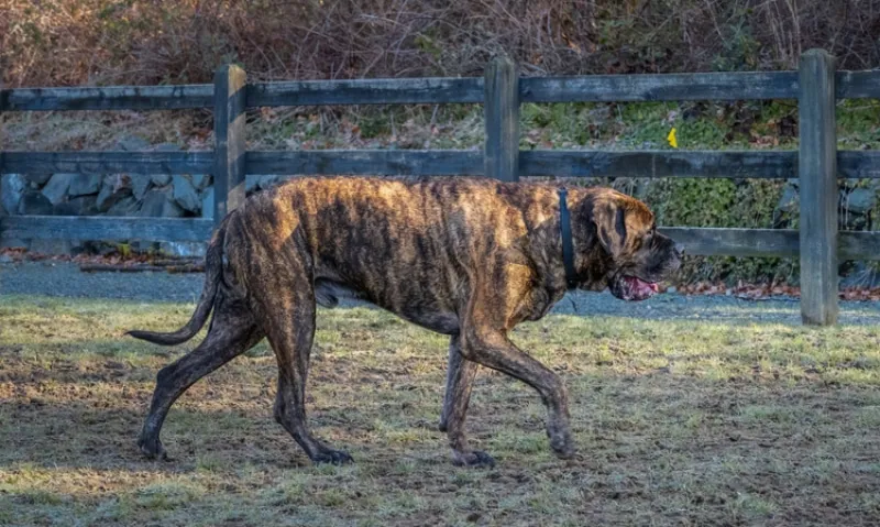 brindle mastiff dog walking along the fence line