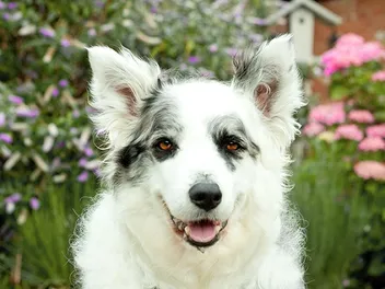 White Border Collie: Info, Pictures, History & Facts