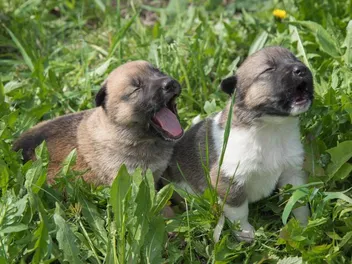 Why Do Puppies Cry & Whine? 6 Vet-Verified Reasons & Care Tips