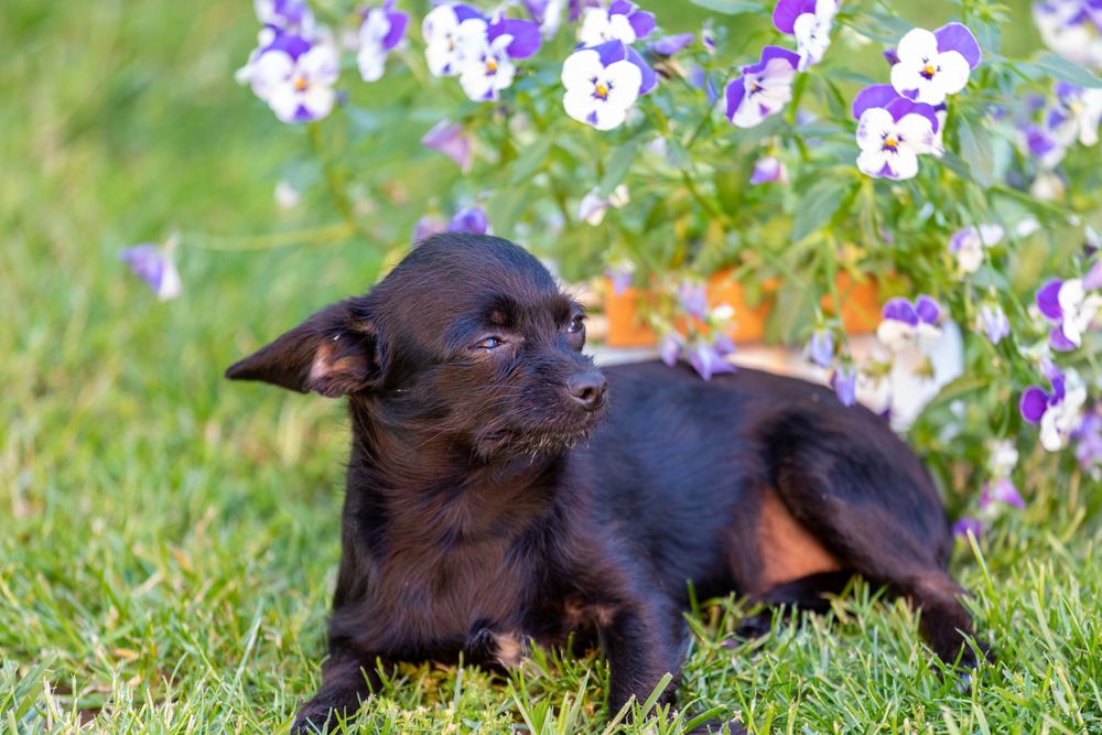 chipoo-lying-on-the-grass