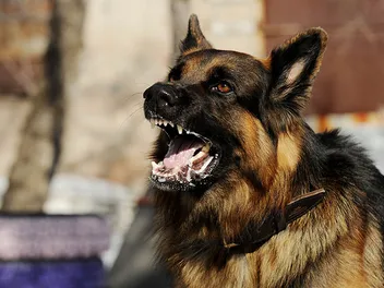 How Long Can a Dog Live With Rabies? Vet-Reviewed Risks & Dangers