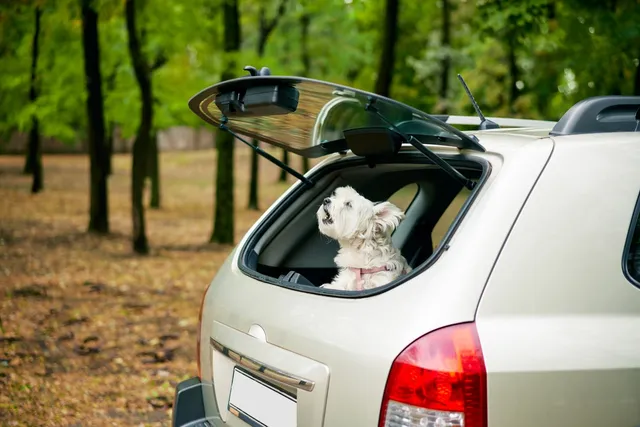 How to Stop a Dog From Barking in the Car: 7 Vet-Approved Tips & Tricks
