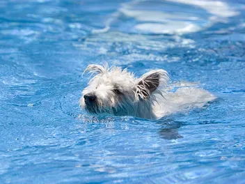 Can Westies Swim? Vet-Verified Facts, Training & Safety Tips