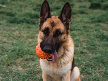 How to Choose Durable Dog Toys: 5 Vet-Reviewed Tips & Considerations