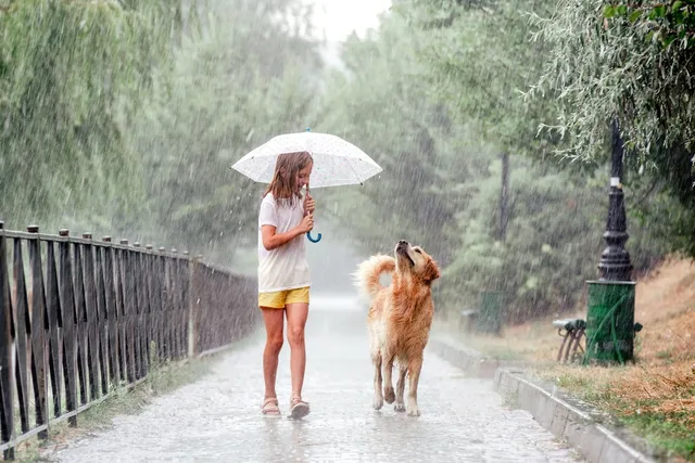 How to Walk a Dog in the Rain: 7 Vet-Reviewed Wet Weather Tips