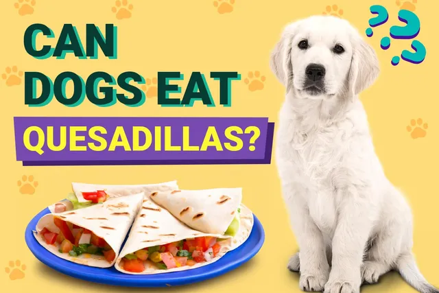 Can Dogs Eat Quesadillas? Vet-Verified Risks & FAQ