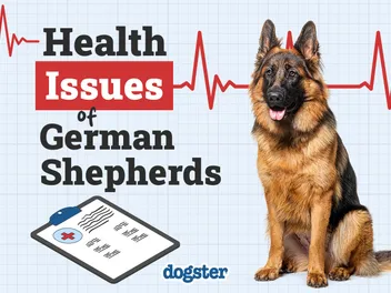 5 Health Problems in German Shorthaired Pointers: Vet Approved Facts