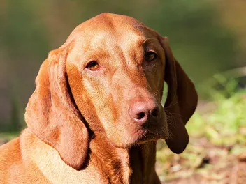Are Vizslas Smarter Than Most Dogs? Instinctive & Adaptive Intelligence