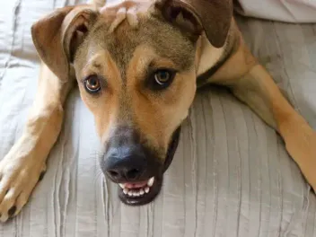 Rhodesian German Mix: Info, Pictures, Care Guide & Traits