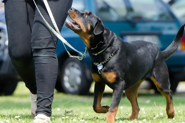 How to Train a Rottweiler: 7 Vet-Approved Tips & Tricks