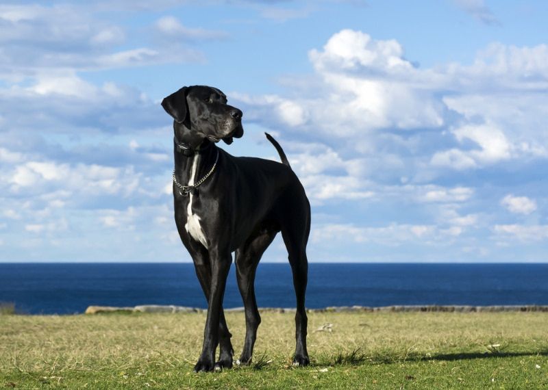 great dane dog standing by the sea