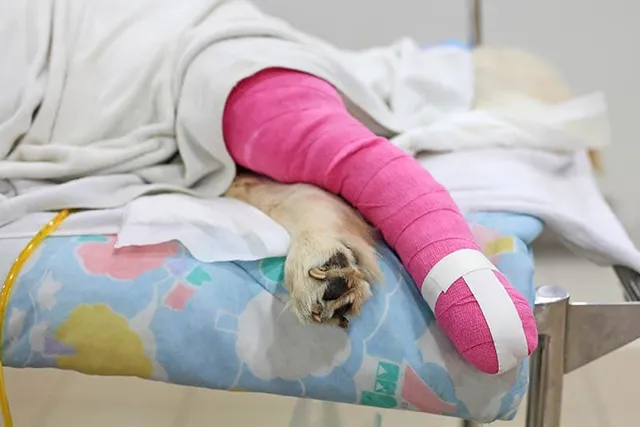 Week-by-Week Recovery Guide From Your Dog's ACL Surgery - Vet-Approved Advice