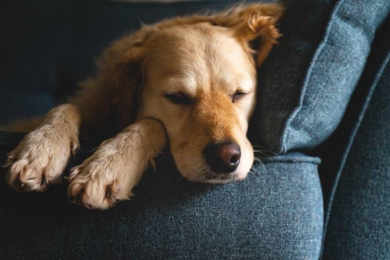Goldendoodle with beautiful curly golden fur laying down sleepy and tired