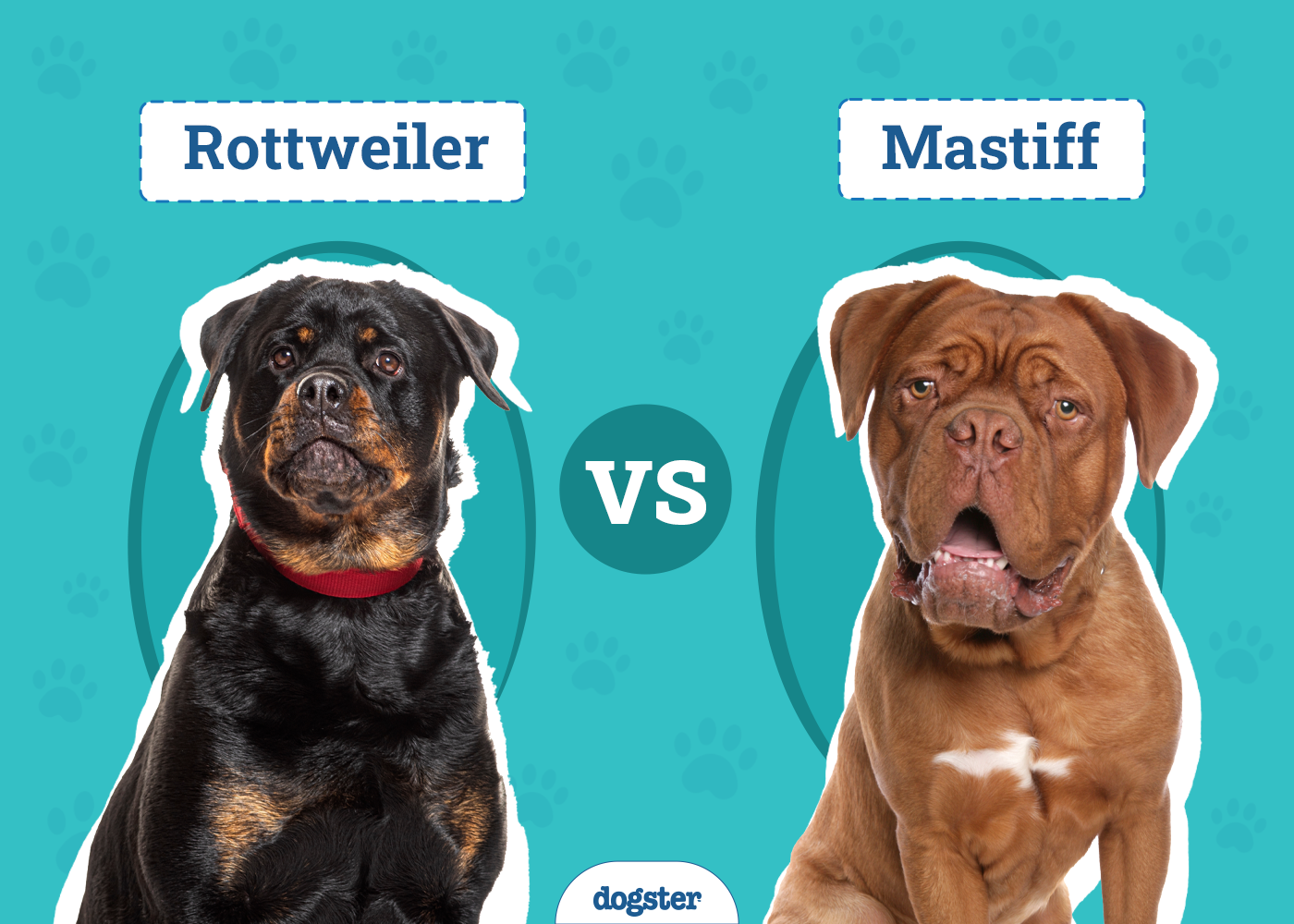 Rottweiler vs Mastiff