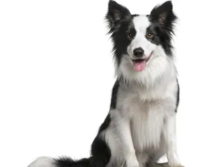 13–18-Month-Old Puppy: What to Expect (Vet-Reviewed Care Guide)