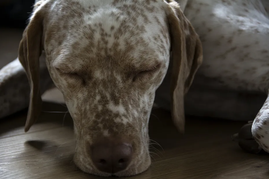 Sleeping Braque Bourbon Dog