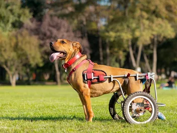 Dogs With Disabilities: Our Vet Explains Types & Gives Care Advice