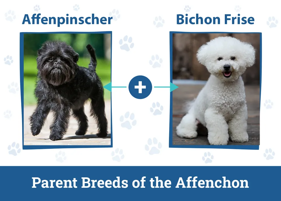 Parent Breeds of the Affenchon