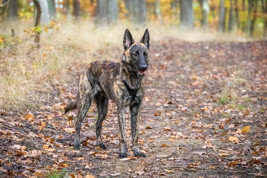 Brindle Dutch Shepherd standing outdoors