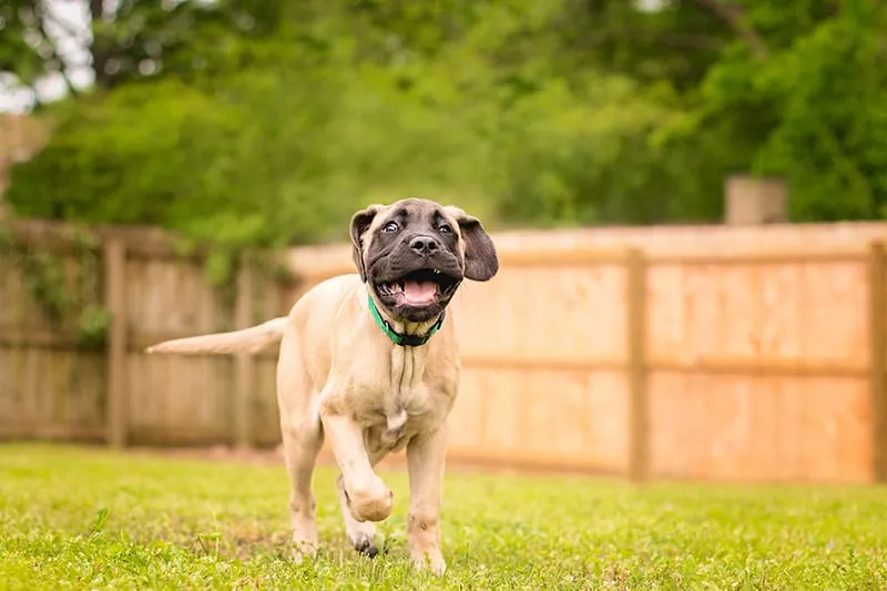 mastiff puppy running in the backyard