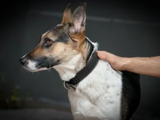 Panda German Shepherd Dog Breed: Info, Pictures, Care & More