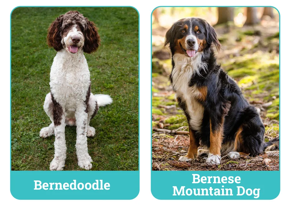 Bernedoodle vs Bernese Mountain Dog