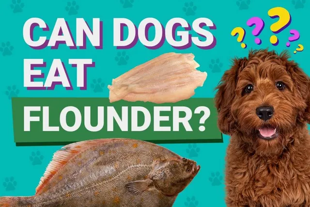 Can Dogs Eat Flounder? Vet Approved Facts & Nutrition Guide